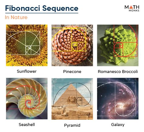 fibonacci spiel|fibonacci numbers real life examples.